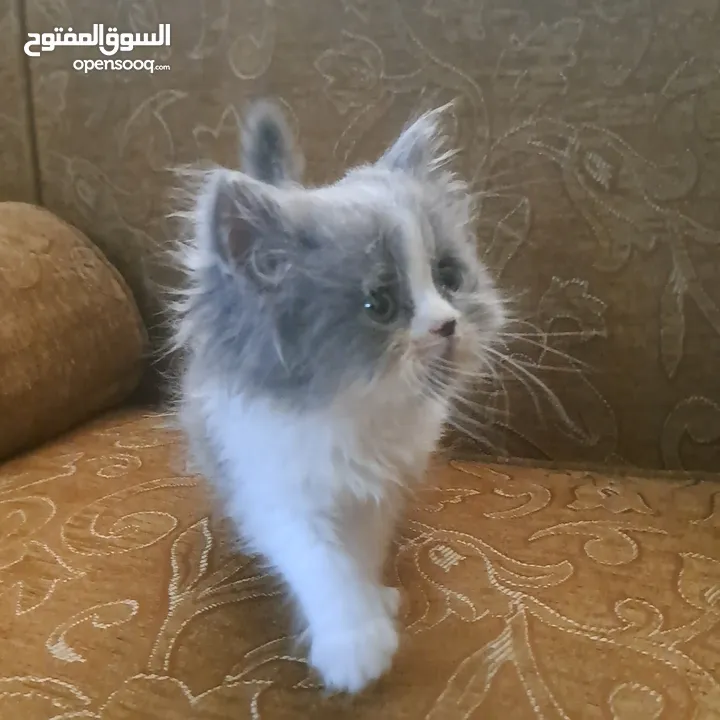 تواصل واتساب " قطط بيرشن وهملايا "