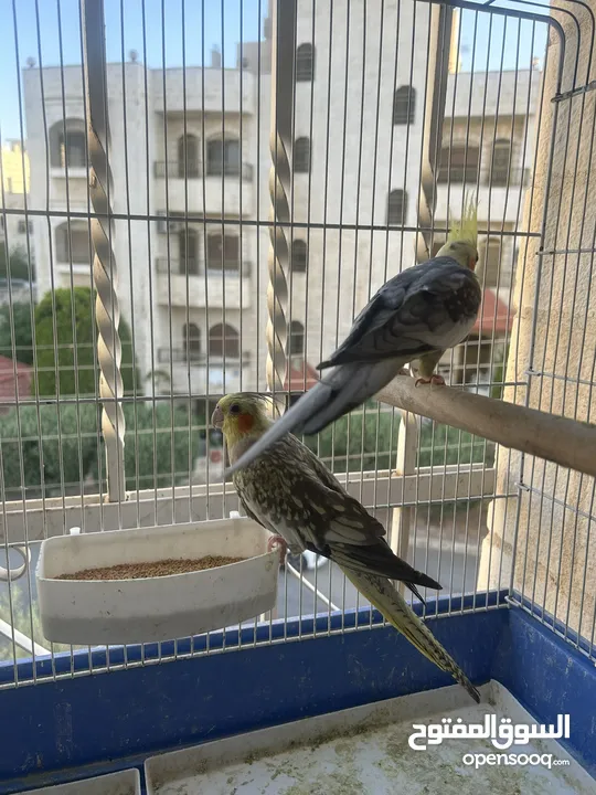 جوزين كوكتيل تحتهم بيض للبيع منهم جوز وايت فيس
