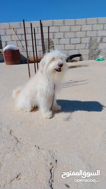 كلب زينه انثى