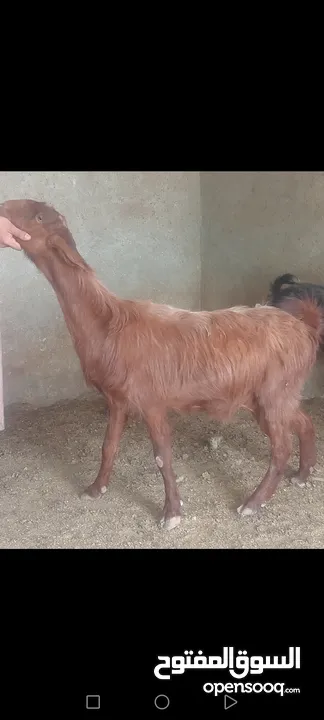 بسم الله الرحمن الرحيم معز مقنوي مكفول ظحيه او مقنوي سن حبات وقطعه وشكل مشاء الله
