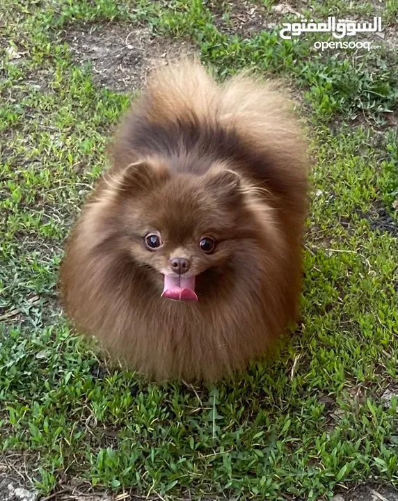 Pomeranian   Samoyed    Giant Malamute