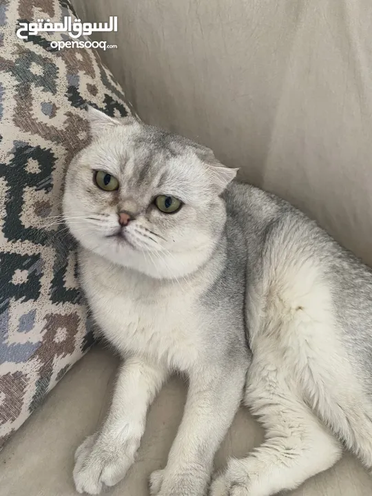 ذكر سكوتش فولد ابيض للتزاوج grey shaded
