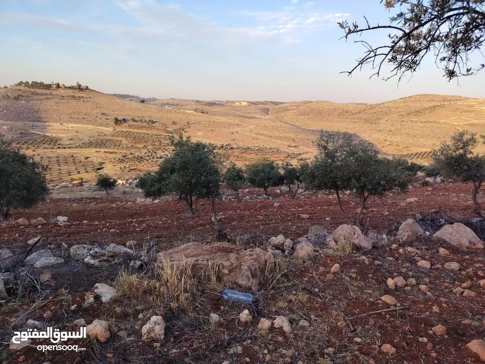 مزرعة لقطة مميزة مشجرة جرش دحل مساحة 3دونمات ونصف