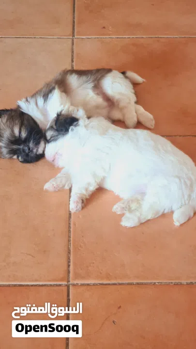 1 month old female puppies for sale