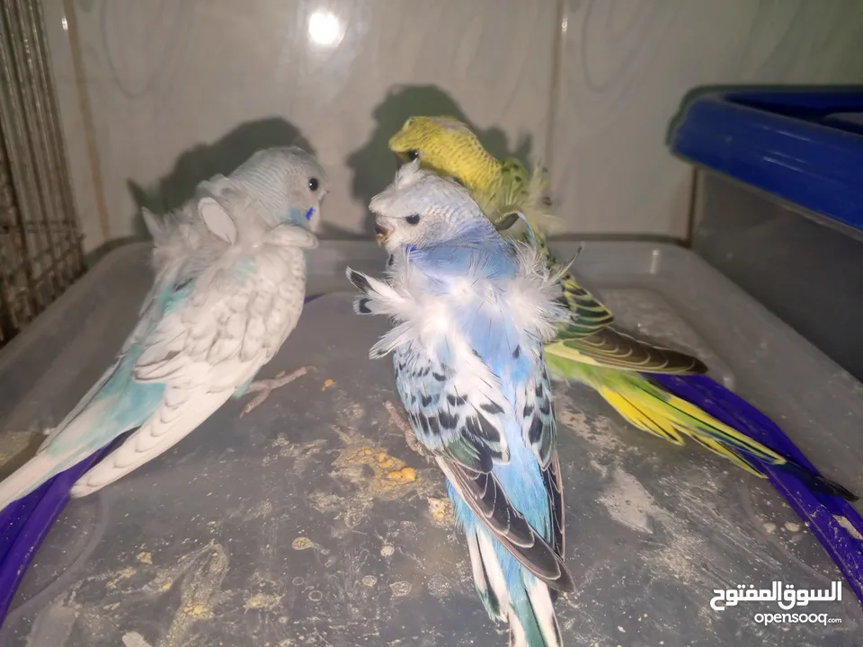فرخ زق يدوي روز وكوكتيل ودرة ومخاليف هوغو