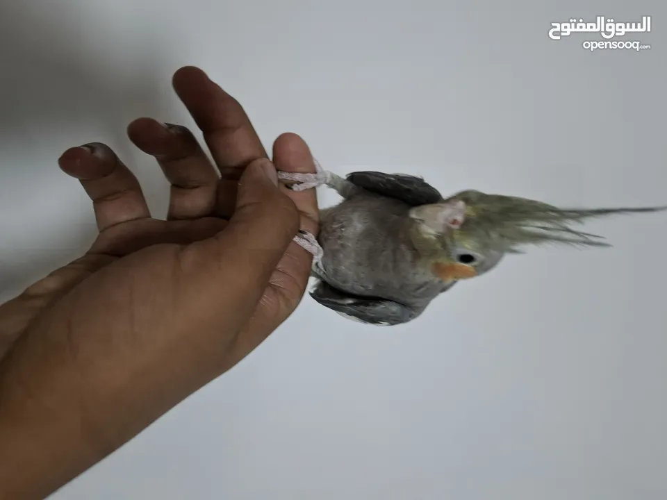 للبيع الكوكتيل عمر شهر 100%  في واتساب