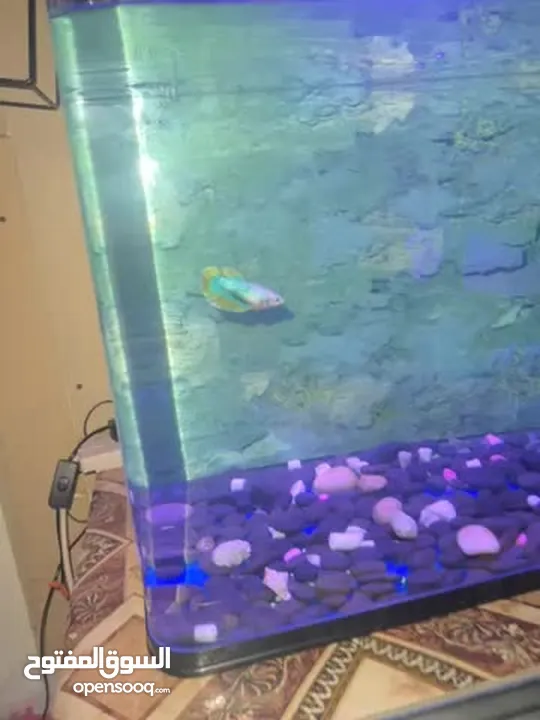 fish aquarium