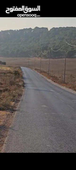 ارض للبيع في طوباس طابو سلطه المساحه  200دونم تصنيف الف