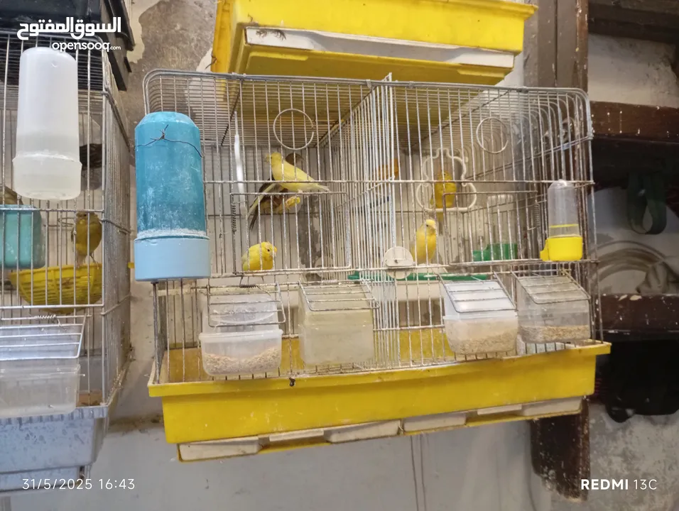 طيور كنارت وببغات للبيع