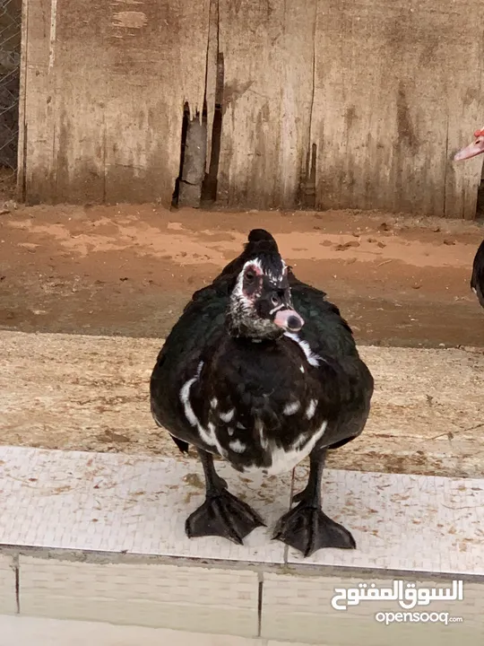 للبيع ذكور بط مصري (مسكوفي)  For sale male egypt (muskoofi) duck