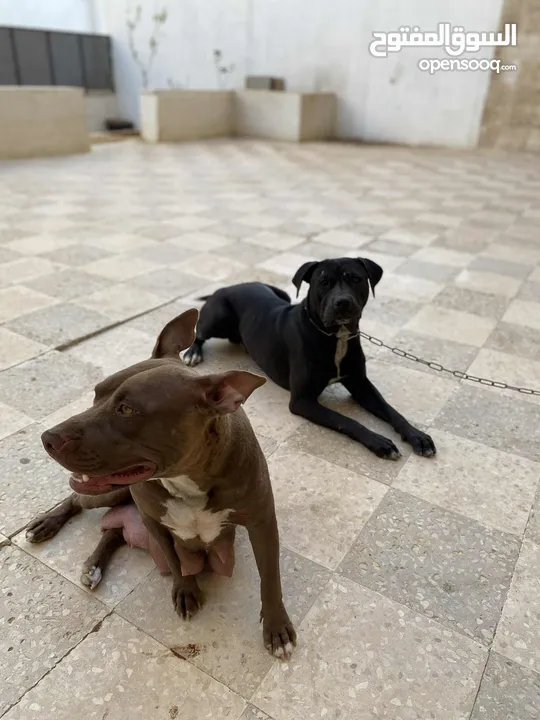 جراوي بيتبول نادرة جدا