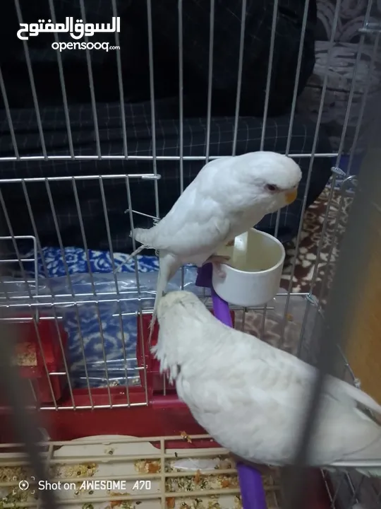 ما شاء الله تبارك الرحمن جوز حب الفحل الابيض البينو والانثاي تكساس