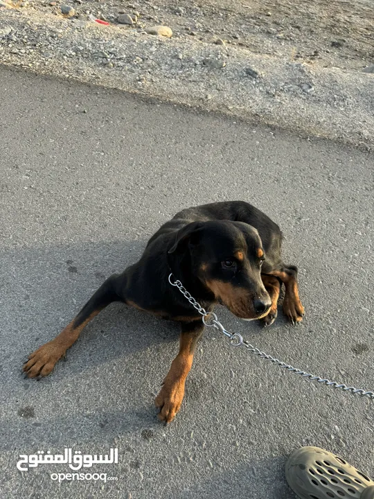 كلب روت وايلر للبيع Rottweiler dog