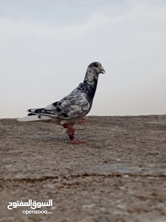 حمام كش للبيع نضيفه ربنا يبارك ل صاحب النصيب