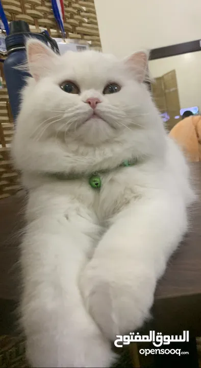 Persian Cat (Female Doll Face)