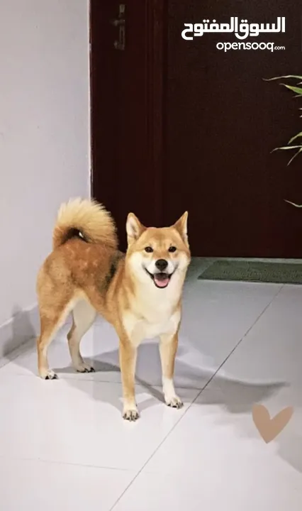 Shiba inu brown