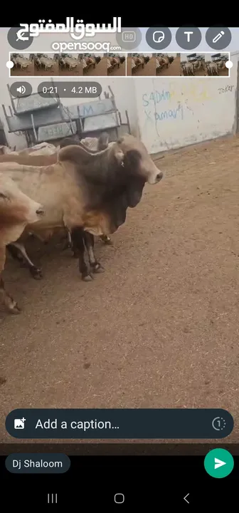 Top Live Somali cows