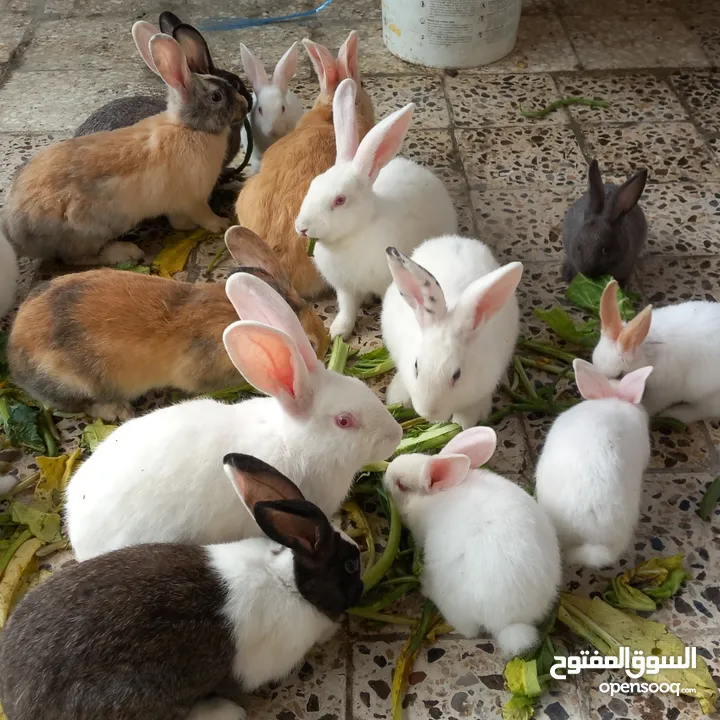 Rabbit for sell Holandi 30.darhim each we have 25 pice