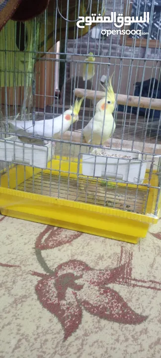 جوز كوكتيل لاتيني منتج للبيع