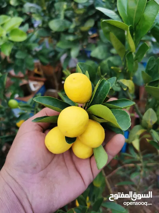 جميع أنواع أشجار الفواكة والحمضيات ( بلدي - مستورد )