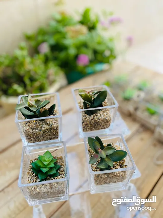 توزيعات هدايا