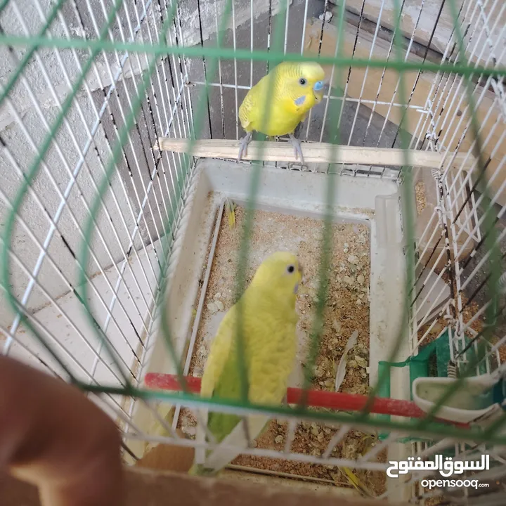 طيور حب عصافير حب