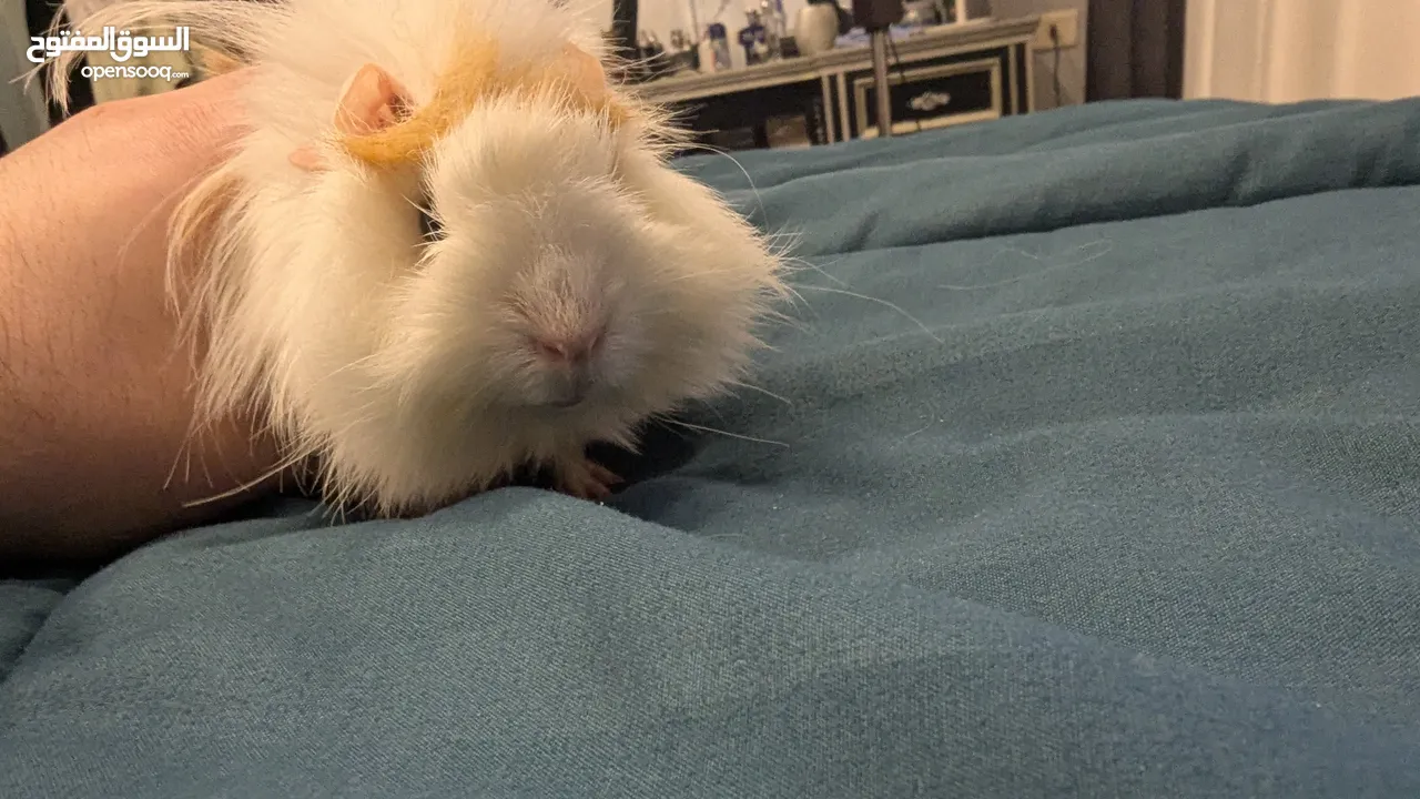 ارنب هندي . ارانب هندية . guinea pig ....
