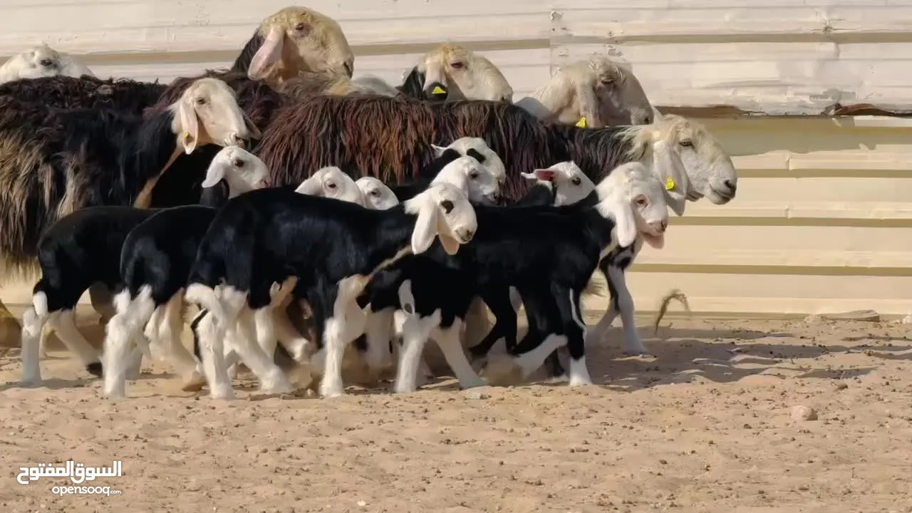 حلال نجدي مع المتابيع قبل التواصل اقراء الوصف