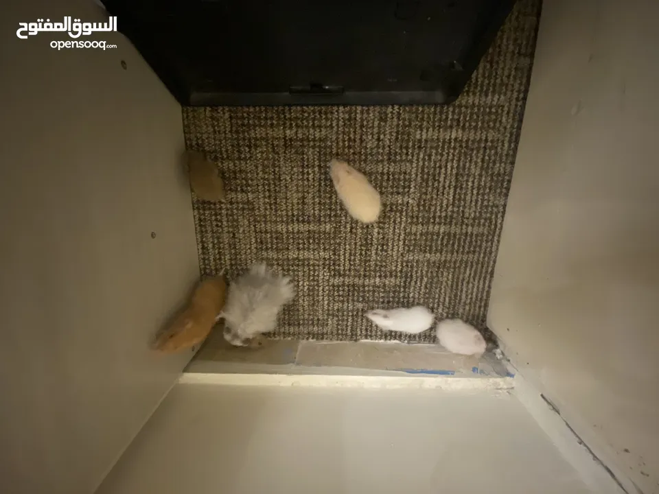 hamster هامستر للبيع عدد 7