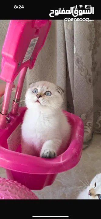 قط سكوتش فولد ابيض