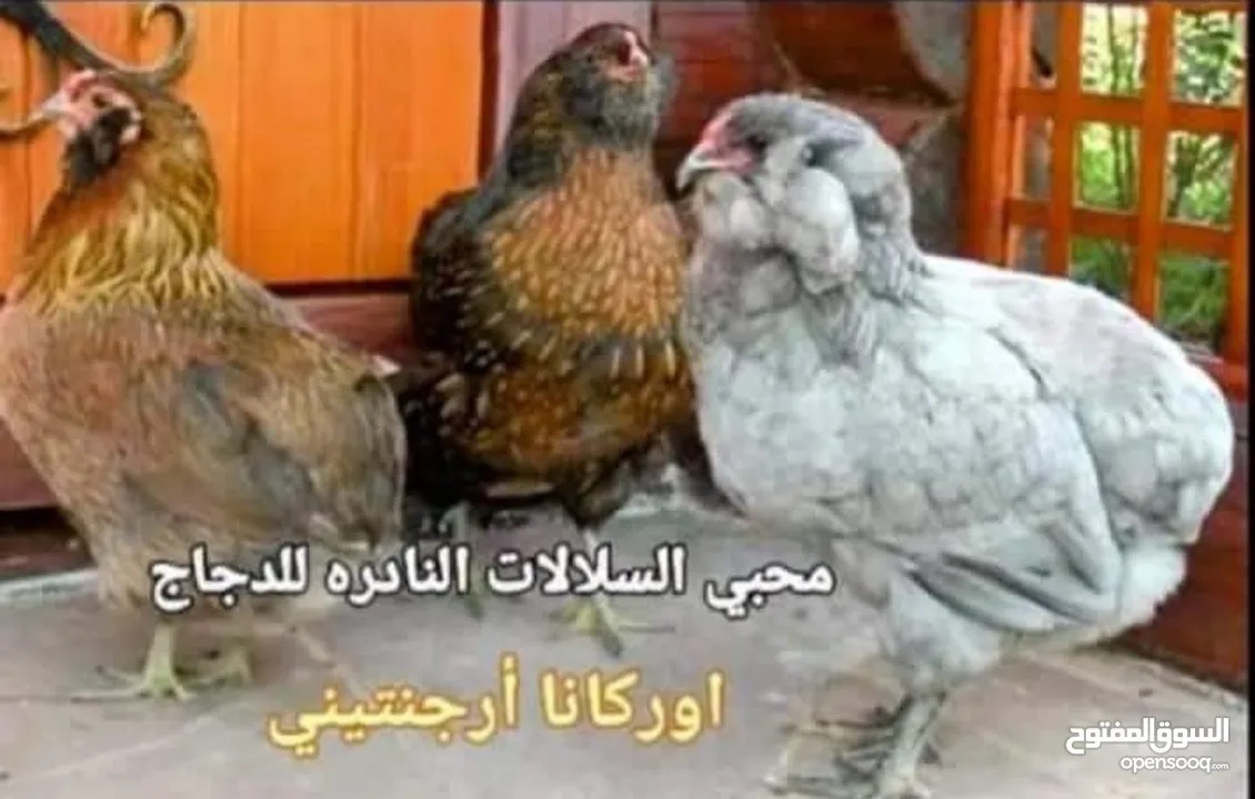 بيض مخصب و صيصان لسلالات دجاج نادره على مستوى العالم