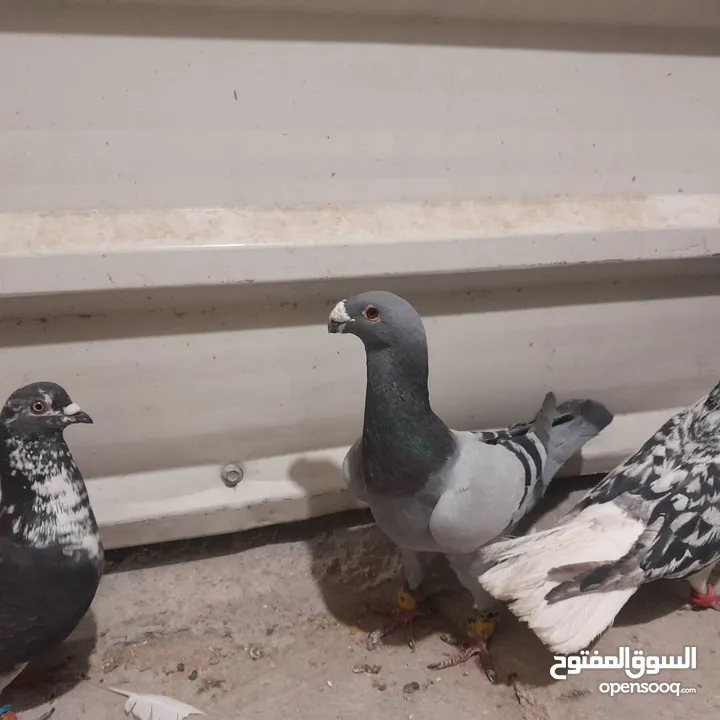 حمام للبيع جواج الجوز 10