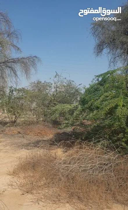 مزرعة للبيع بموقع مميز قريب للخدمات والسعر مناسب