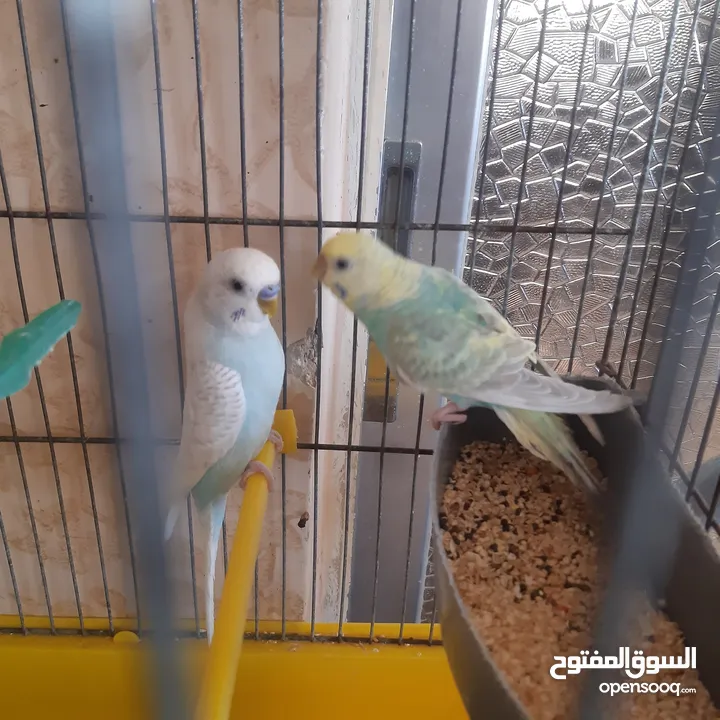 طيور حب للبيع سعر الجوز 15دينار مع قفص والمعالفه وبياضاه . طيور حب انجليزي