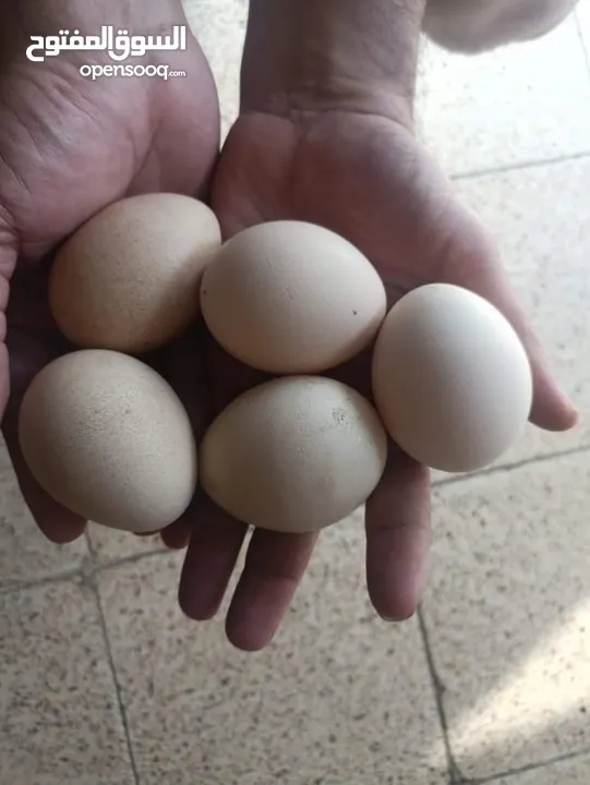 بيض الطاووس مخصب