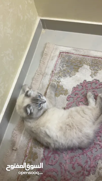 قطة هملايا مكس سكوتش فولد للبيع