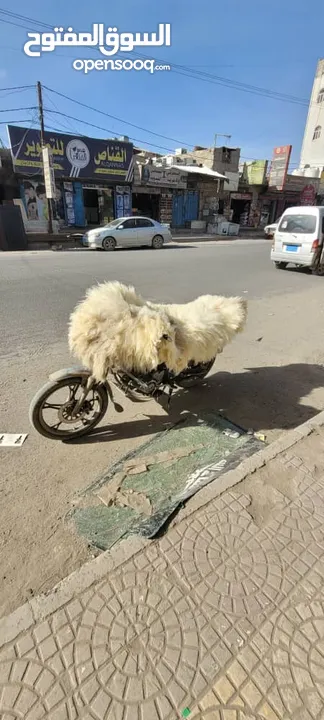 فرو جلد طبيعي سوري رقم واحد شعره طويل