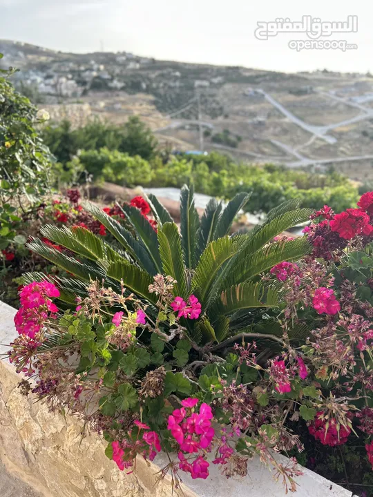 مزرعة و فيلا فاخرة تبعد عن شارع الاردن باقل من 10 دقائق.