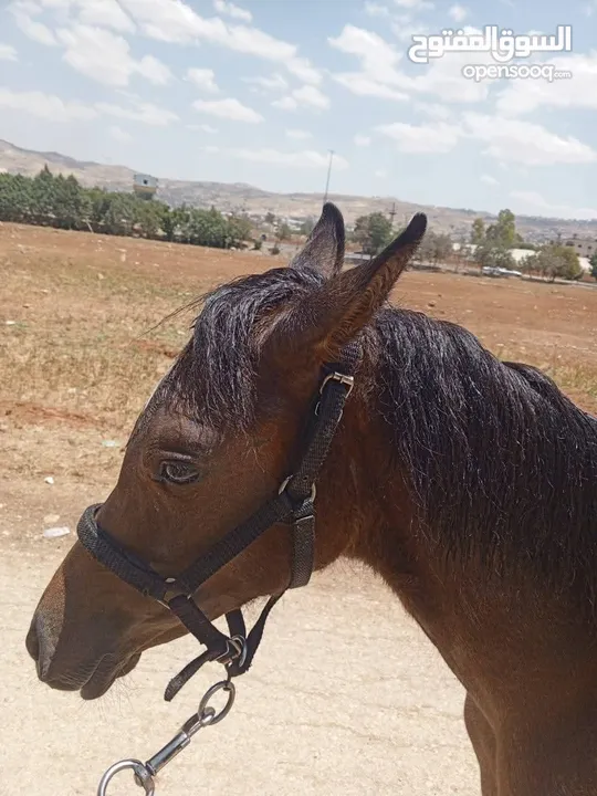مهره عربيه بدون ورق