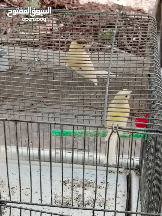 طيور كناري
