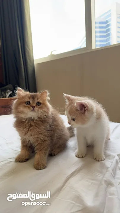 Scottish fold short hair male and female kittens 2 months old