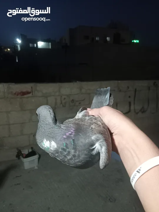 حمام للبيع سبع حبات للكش في الرشيد ممتازات انزل علوصف