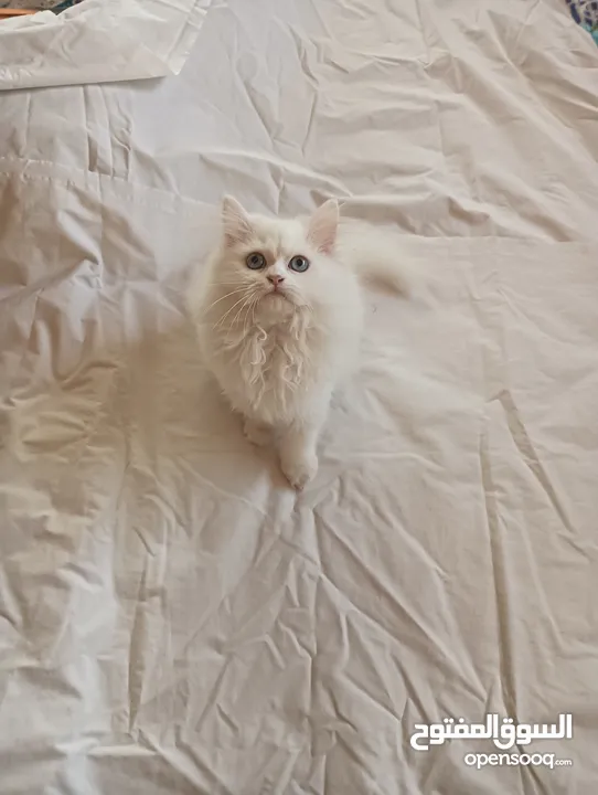 Pure Persian Kitten