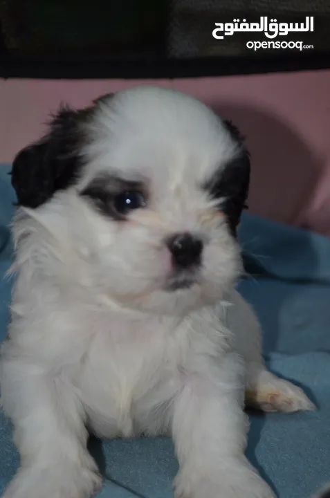 1 month old Shihtzu