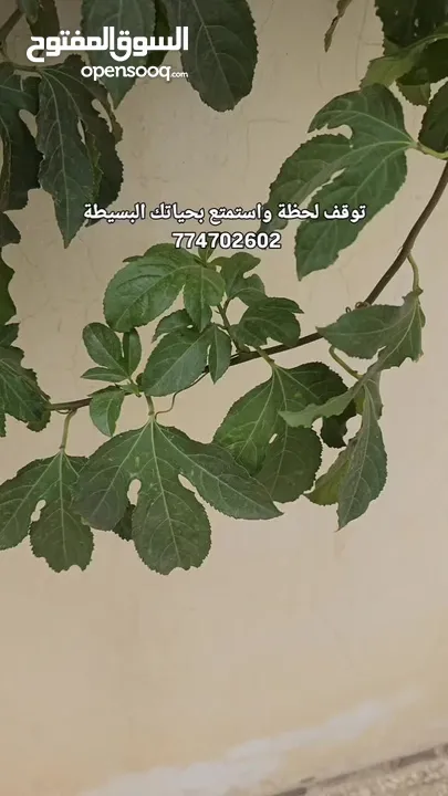 أفخر أنواع السبح والخواتم  ميز حياتك مع ملك السبح والخواتم