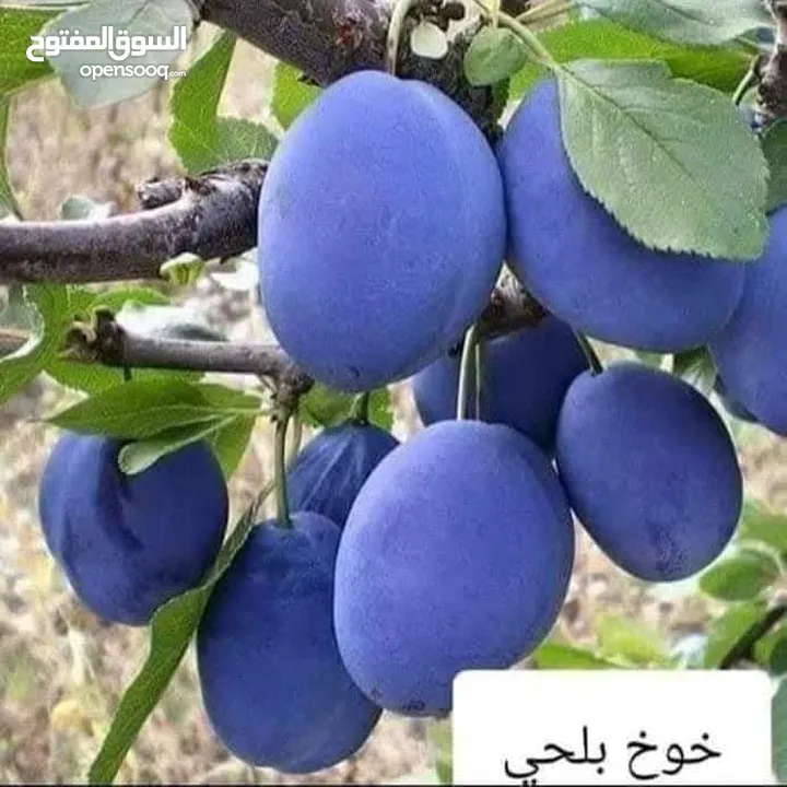 الأشجار المثمرة والزينة تجمع بين الجمال والفائدة، تنسيق وصيانة الحدائق الداخليه والخارجية