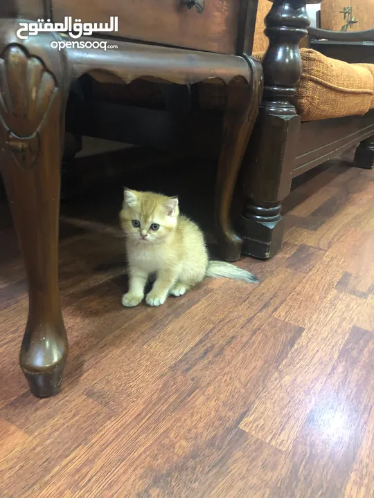 سكوتش ستريت وny11
