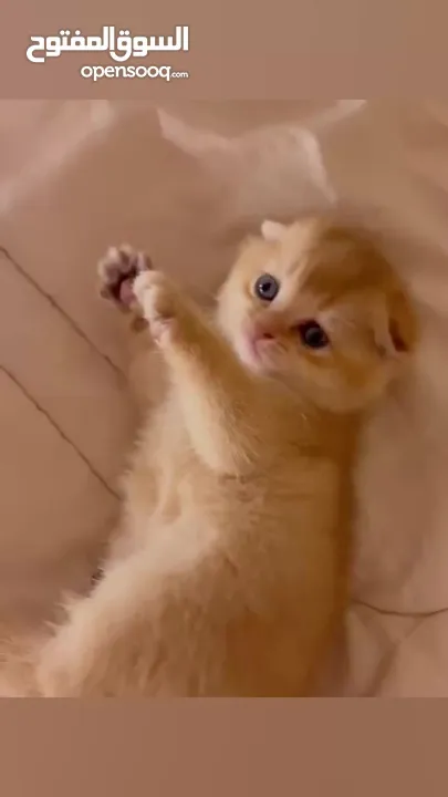 قولدن سكوتش فولد golden scottish fold