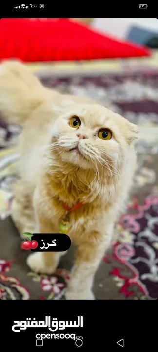 قطط للبيع اسعار كلش رخيصه