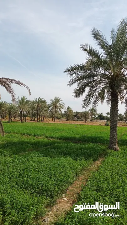 مزرعة للبيع مرتفعات قصبية الحواسنة (5فدان وزيادة)